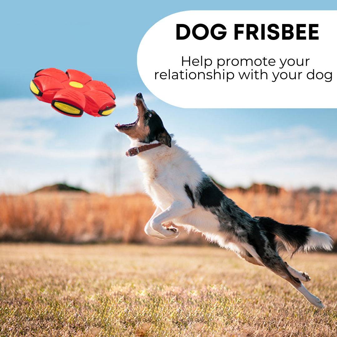 Ball Frisbee